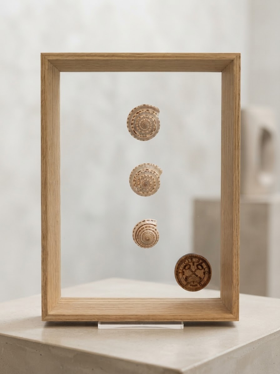 Cadre sous verre — Coquillage spiralé